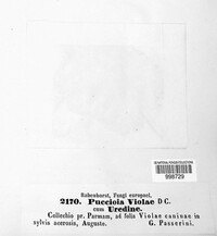 Puccinia violae image
